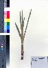  ( - oOGA0240)  @11 [ ] Copyright (2021) Unspecified Forestry and Forest Products Research Institute