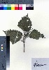  ( - oOGA0278)  @11 [ ] Copyright (2021) Unspecified Forestry and Forest Products Research Institute