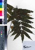  ( - oOGA0317)  @11 [ ] Copyright (2021) Unspecified Forestry and Forest Products Research Institute