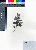  ( - oOGA0339)  @11 [ ] Copyright (2021) Unspecified Forestry and Forest Products Research Institute