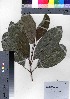  (Melicope grisea var. grisea - oOGA0343)  @11 [ ] Copyright (2021) Unspecified Forestry and Forest Products Research Institute