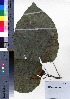  ( - oOGA0382)  @11 [ ] Copyright (2021) Unspecified Forestry and Forest Products Research Institute