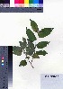  ( - oOGA0408)  @11 [ ] Copyright (2021) Unspecified Forestry and Forest Products Research Institute
