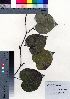  ( - oOGA0413)  @11 [ ] Copyright (2021) Unspecified Forestry and Forest Products Research Institute