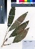  ( - oOGA0426)  @11 [ ] Copyright (2021) Unspecified Forestry and Forest Products Research Institute