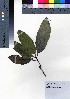  (Crepidiastrum ameristophyllum - oOGA0427)  @11 [ ] Copyright (2021) Unspecified Forestry and Forest Products Research Institute