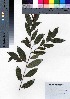  ( - oOGA0433)  @11 [ ] Copyright (2021) Unspecified Forestry and Forest Products Research Institute