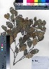  ( - oOGA0439)  @11 [ ] Copyright (2021) Unspecified Forestry and Forest Products Research Institute