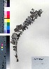  ( - oOGA0445)  @11 [ ] Copyright (2021) Unspecified Forestry and Forest Products Research Institute