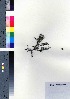  ( - oOGA0472)  @11 [ ] Copyright (2021) Unspecified Forestry and Forest Products Research Institute