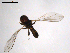  ( - 10PROBE-07666)  @13 [ ] CreativeCommons - Attribution (2011) CBG Photography Group Centre for Biodiversity Genomics