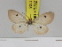  (Soloe fumipennis - Zwier DNA 1105)  @11 [ ] Copyright (2010) Jaap Zwier Research Collection of Jaap Zwier