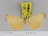 (Sommeria septempunctata - Zwier DNA 1109)  @11 [ ] Copyright (2010) Jaap Zwier Research Collection of Jaap Zwier