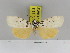  (Sommeria sagittata - Zwier DNA 1111)  @14 [ ] Copyright (2010) Jaap Zwier Research Collection of Jaap Zwier