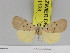  (Sommeria insulana - Zwier DNA 1123)  @11 [ ] Copyright (2010) Jaap Zwier Research Collection of Jaap Zwier
