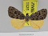  (Sommeria abietis - Zwier DNA 1125)  @11 [ ] Copyright (2010) Jaap Zwier Research Collection of Jaap Zwier