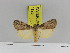  (Sommeria budonga - Zwier DNA 1128)  @11 [ ] Copyright (2010) Jaap Zwier Research Collection of Jaap Zwier