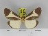  ( - Zwier DNA 1155)  @12 [ ] Copyright (2010) Jaap Zwier Research Collection of Jaap Zwier