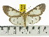  (Asota plana albifera - ZWIER DNA 0544)  @14 [ ] Copyright (2010) Unspecified Research Collection of Jaap Zwier