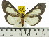  ( - ZWIER DNA 0568)  @14 [ ] Copyright (2010) Unspecified Research Collection of Jaap Zwier