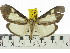  (Asota plana commixta - ZWIER DNA 0570)  @14 [ ] Copyright (2010) Unspecified Research Collection of Jaap Zwier