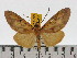  (Asota egens andamana - ZWIER DNA 0601)  @13 [ ] Copyright (2010) Unspecified Research Collection of Jaap Zwier