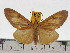  (Asota egens intermissa - ZWIER DNA 0618)  @14 [ ] Copyright (2010) Unspecified Research Collection of Jaap Zwier