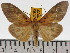  (Asota egens nebulosa - ZWIER DNA 0620)  @11 [ ] Copyright (2010) Unspecified Research Collection of Jaap Zwier