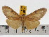  (Asota egens sumbana - ZWIER DNA 0629)  @13 [ ] Copyright (2010) Unspecified Research Collection of Jaap Zwier