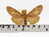  (Asota egens indica - ZWIER DNA 0635)  @15 [ ] Copyright (2010) Unspecified Research Collection of Jaap Zwier