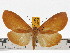  (Asota egens egens - ZWIER DNA 0643)  @15 [ ] Copyright (2010) Unspecified Research Collection of Jaap Zwier