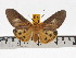  ( - ZWIER DNA 0661)  @11 [ ] Copyright (2010) Unspecified Research Collection of Jaap Zwier