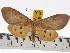  (Asota caricae caricae - ZWIER DNA 0683)  @14 [ ] Copyright (2010) Unspecified Research Collection of Jaap Zwier