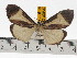  ( - ZWIER DNA 0695)  @13 [ ] Copyright (2010) Unspecified Research Collection of Jaap Zwier