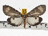  ( - ZWIER DNA 0701)  @11 [ ] Copyright (2010) Unspecified Research Collection of Jaap Zwier