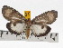  ( - ZWIER DNA 0703)  @11 [ ] Copyright (2010) Unspecified Research Collection of Jaap Zwier