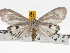  ( - ZWIER DNA 0707)  @11 [ ] Copyright (2010) Unspecified Research Collection of Jaap Zwier
