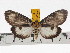  ( - ZWIER DNA 0711)  @11 [ ] Copyright (2010) Unspecified Research Collection of Jaap Zwier