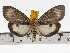  ( - ZWIER DNA 0712)  @11 [ ] Copyright (2010) Unspecified Research Collection of Jaap Zwier