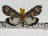  ( - ZWIER DNA 0719)  @11 [ ] Copyright (2010) Unspecified Research Collection of Jaap Zwier
