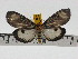  ( - ZWIER DNA 0720)  @11 [ ] Copyright (2010) Unspecified Research Collection of Jaap Zwier