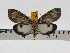  ( - ZWIER DNA 0721)  @11 [ ] Copyright (2010) Unspecified Research Collection of Jaap Zwier