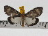  ( - ZWIER DNA 0722)  @11 [ ] Copyright (2010) Unspecified Research Collection of Jaap Zwier
