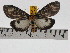  ( - ZWIER DNA 0724)  @11 [ ] Copyright (2010) Unspecified Research Collection of Jaap Zwier