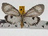  ( - ZWIER DNA 0728)  @14 [ ] Copyright (2010) Unspecified Research Collection of Jaap Zwier