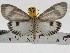  ( - ZWIER DNA 0729)  @14 [ ] Copyright (2010) Unspecified Research Collection of Jaap Zwier