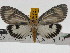 ( - ZWIER DNA 0730)  @14 [ ] Copyright (2010) Unspecified Research Collection of Jaap Zwier