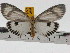  ( - ZWIER DNA 0733)  @14 [ ] Copyright (2010) Unspecified Research Collection of Jaap Zwier