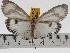  ( - ZWIER DNA 0736)  @11 [ ] Copyright (2010) Unspecified Research Collection of Jaap Zwier