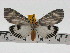  ( - ZWIER DNA 0738)  @14 [ ] Copyright (2010) Unspecified Research Collection of Jaap Zwier